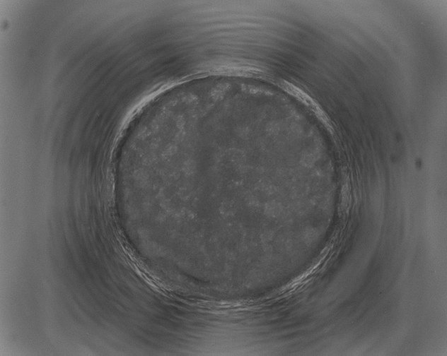 X0000085041027200703261306