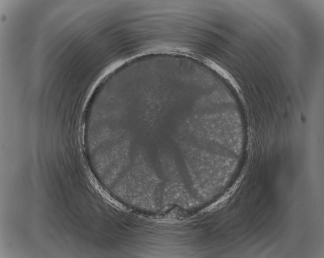 X0000085041029200703261306