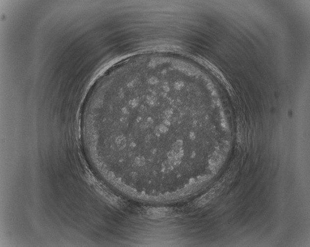 X0000085041031200703261306