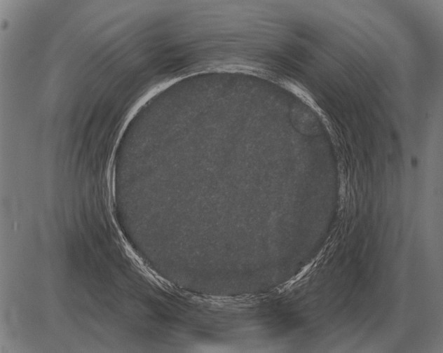 X0000085041032200703261307