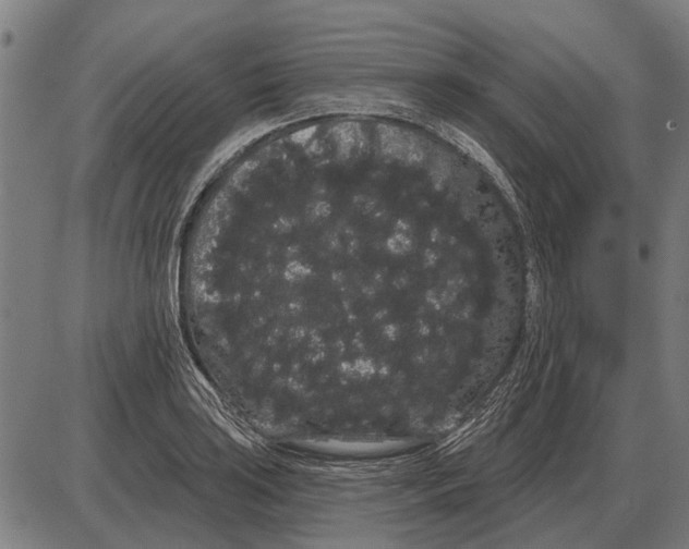 X0000085041035200703261307