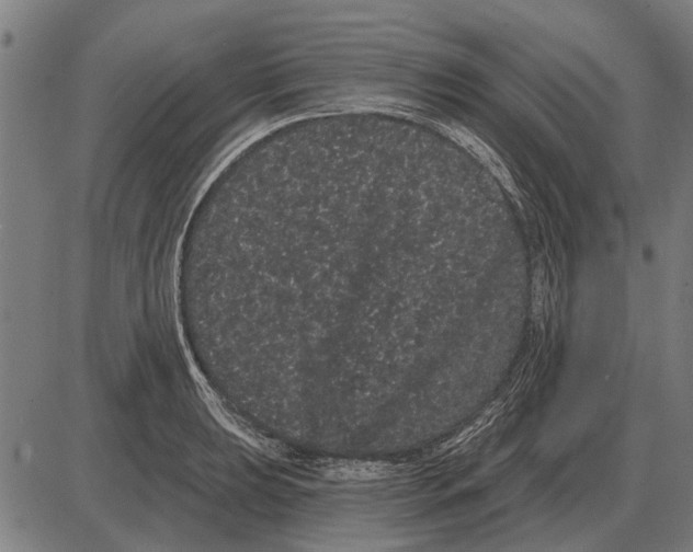 X0000085041039200703261307