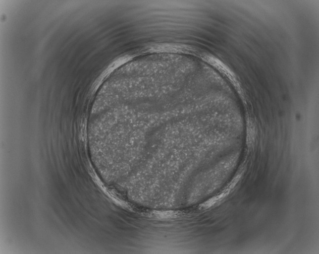 X0000085041041200703261307