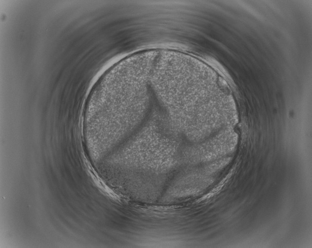 X0000085041044200703261307