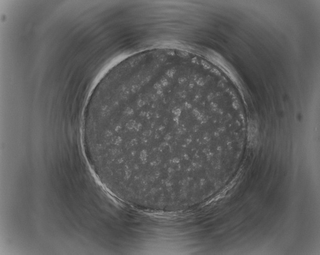 X0000085041048200703261307