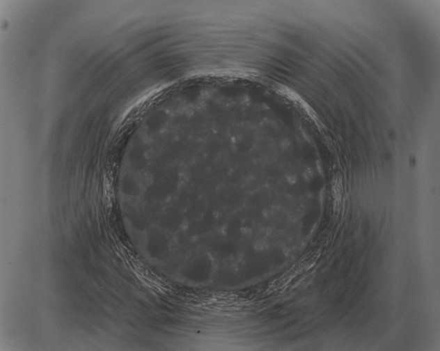 X0000085041064200703261306