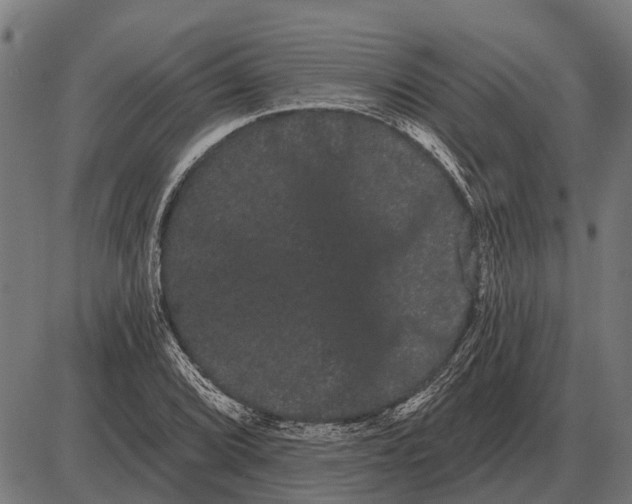 X0000085041072200703261306