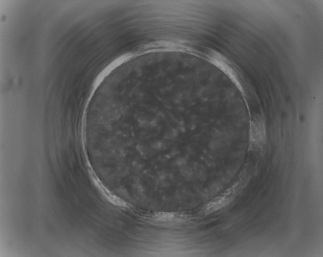 X0000085041098200703261305