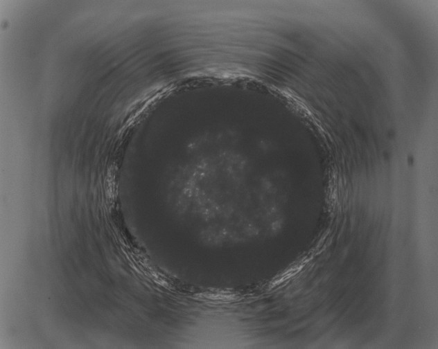 X0000085041110200703261305