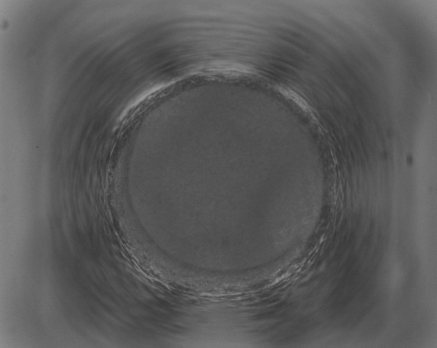 X0000085041112200703261305