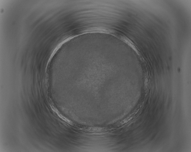 X0000085041116200703261305