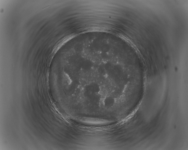 X0000085041121200703261305