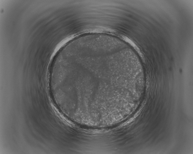 X0000085041122200703261305