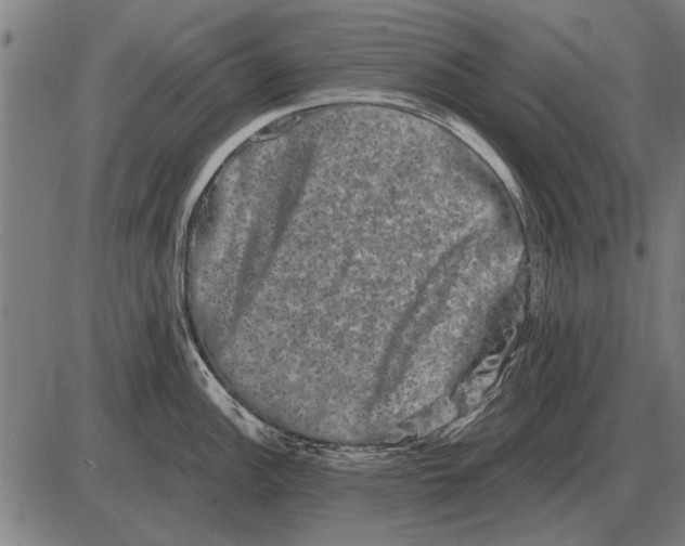 X0000085041148200703261305