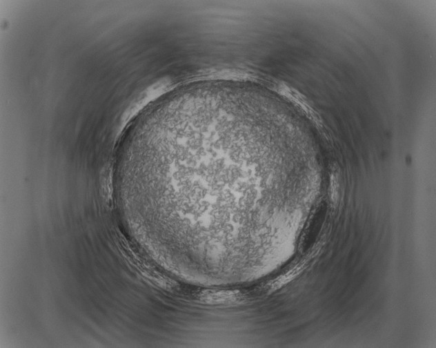 X0000085041165200703261304