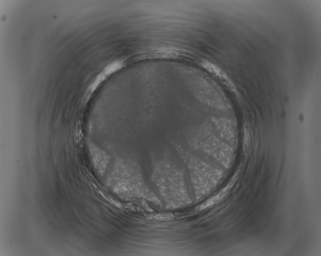 X0000085041210200703261303