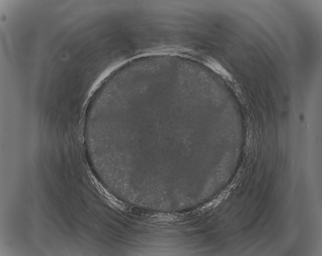 X0000085041216200703261303