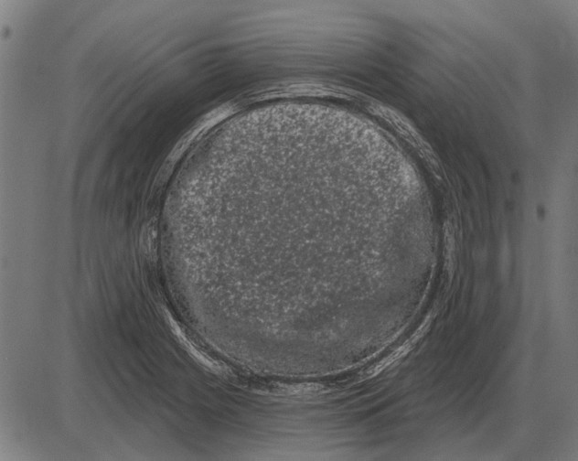 X0000085041225200703261303