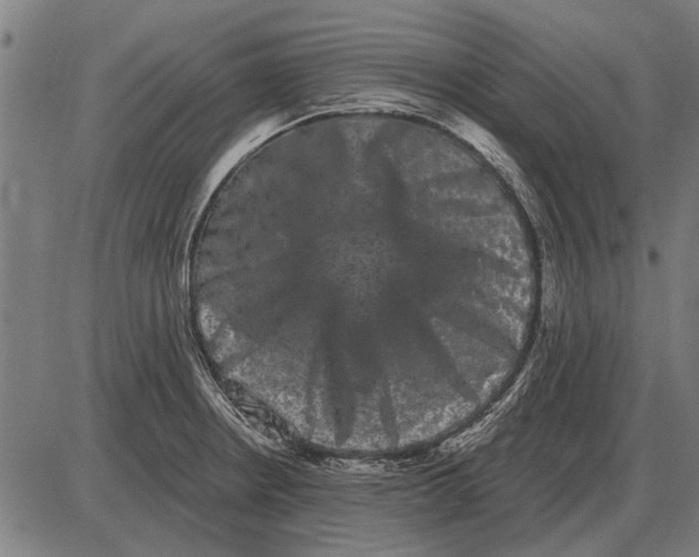 X0000085041234200703261303