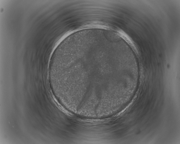 X0000085041236200703261303