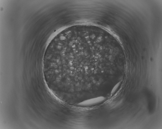 X0000085041239200703261304