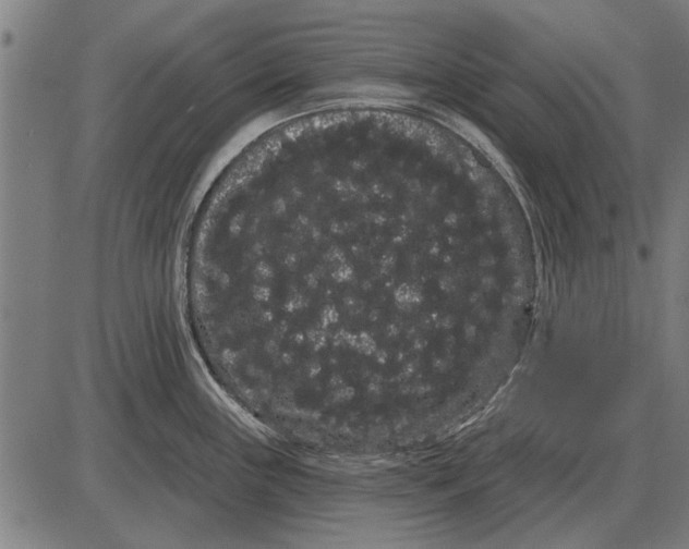 X0000085041243200703261304