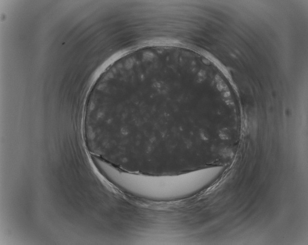 X0000085041245200703261304