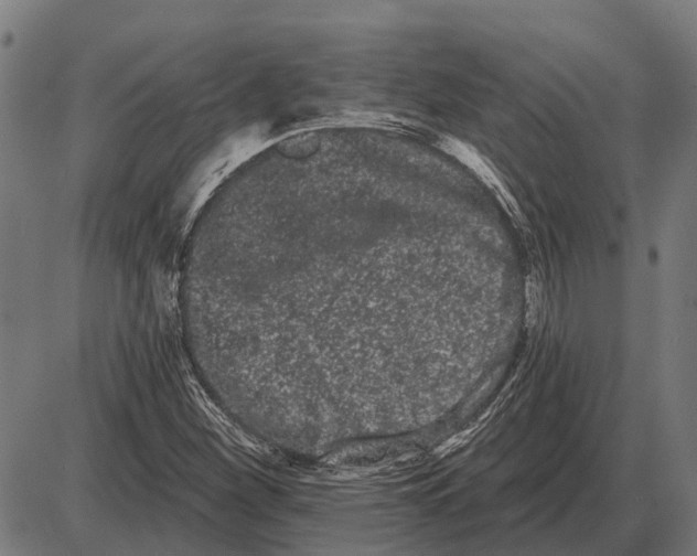 X0000085041260200703261303