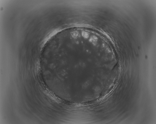 X0000085041263200703261303