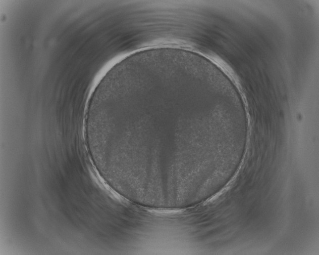 X0000085041296200703261302