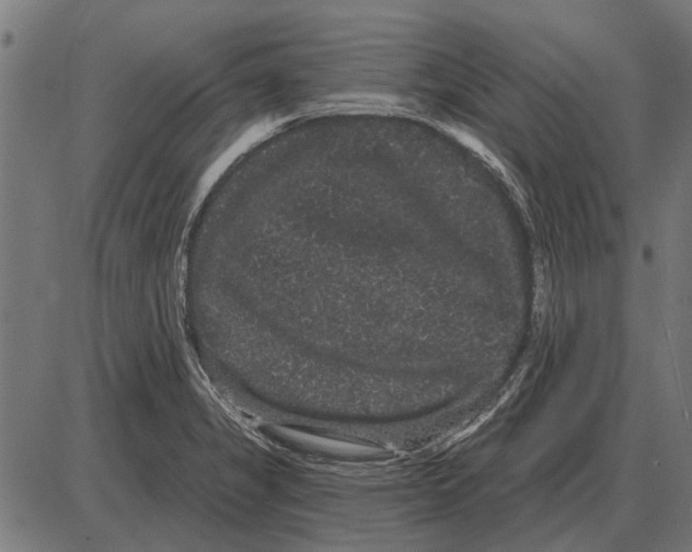 X0000085041325200703261302