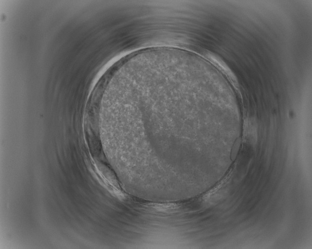 X0000085041340200703261302