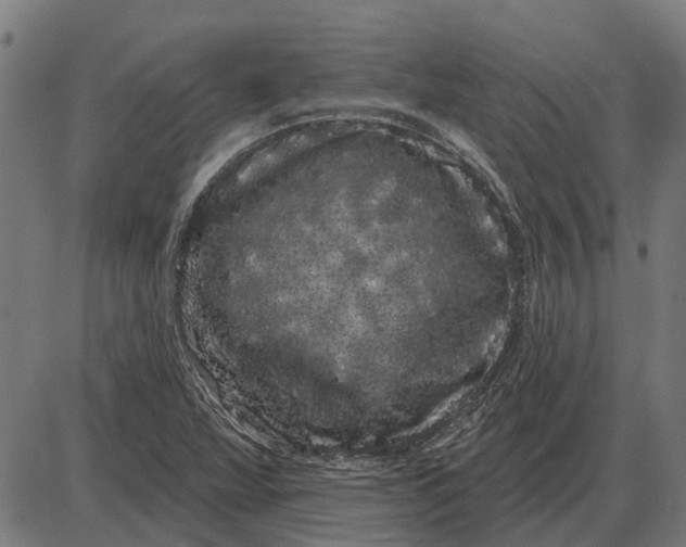 X0000085041360200703261301