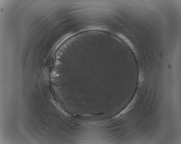 X0000085041369200703261301