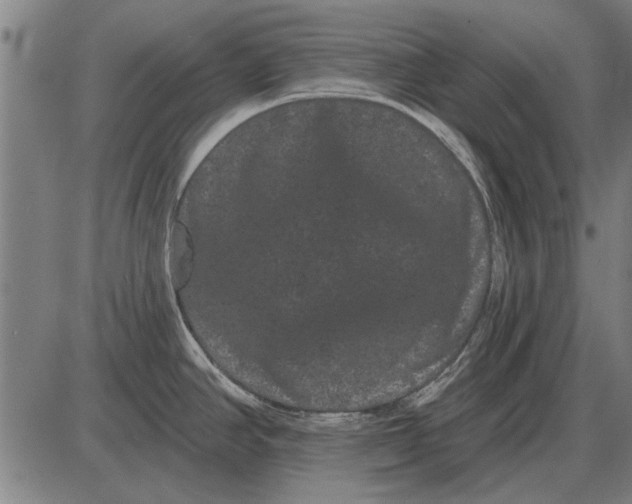 X0000085041390200703261300