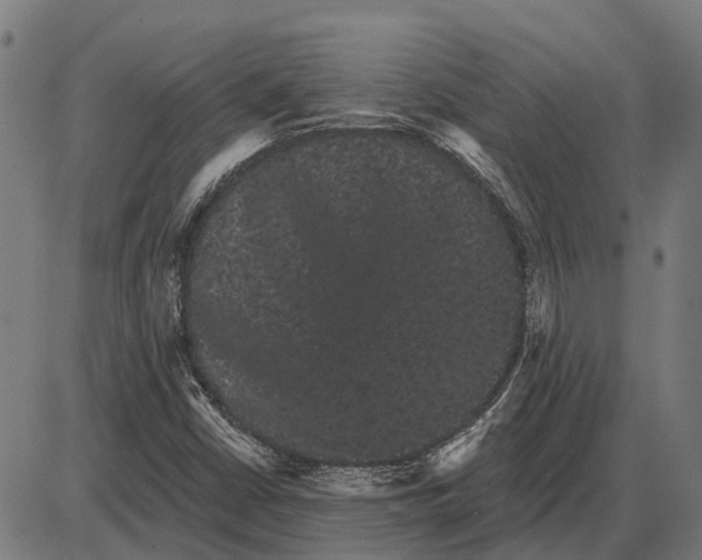 X0000085041402200703261300