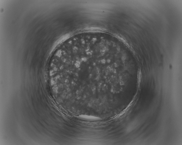 X0000085041405200703261300