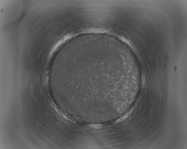 X0000085041406200703261300