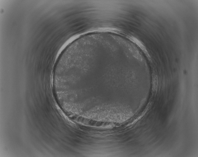 X0000085041420200703261300