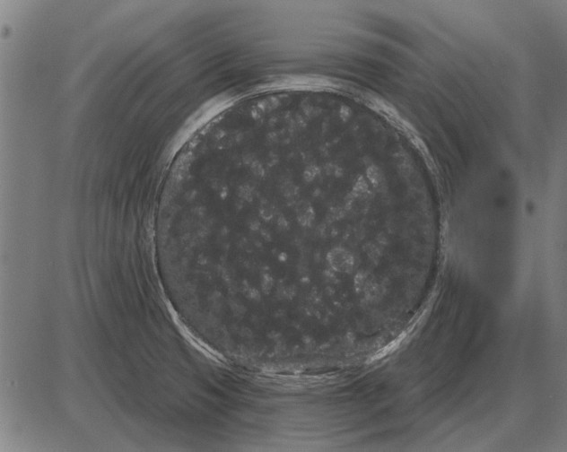 X0000085041425200703261300