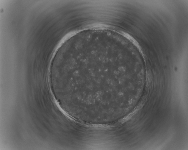 X0000085041429200703261300