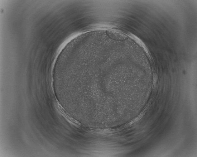 X0000085041435200703261300