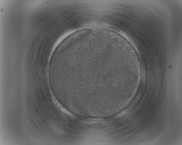 X0000085041486200703261259