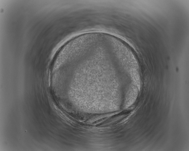 X0000085041510200703261258