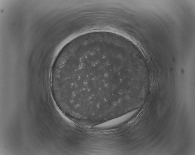 X0000085041519200703261259