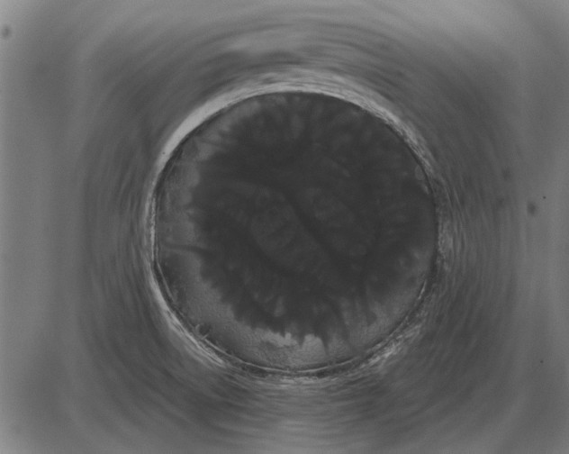 X0000085041522200703261259