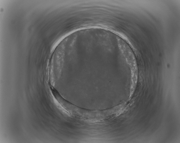 X0000085041524200703261259