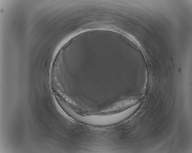 X0000085041528200703261259