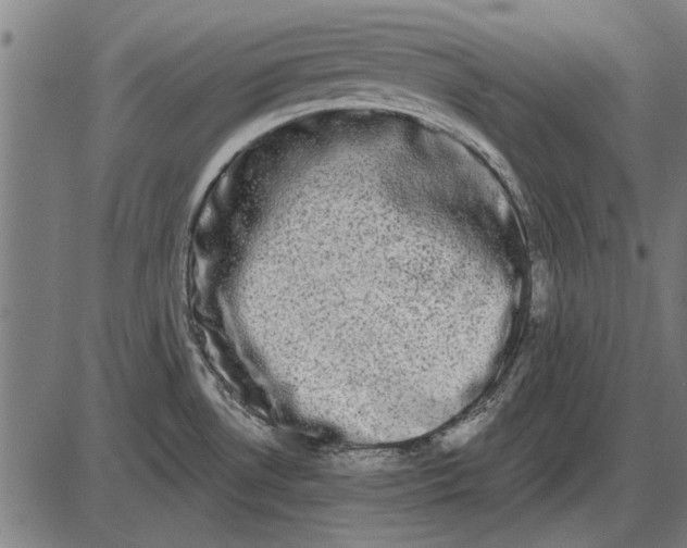 X0000085041530200703261259