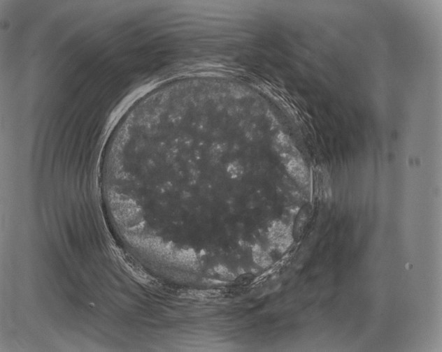 X0000085040147200704021302